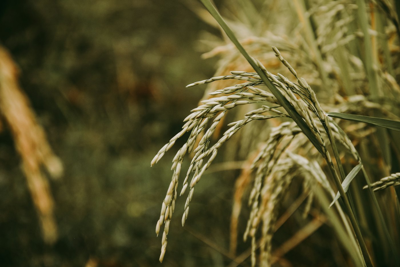 Ripening rice panicles bending under the weight of grain